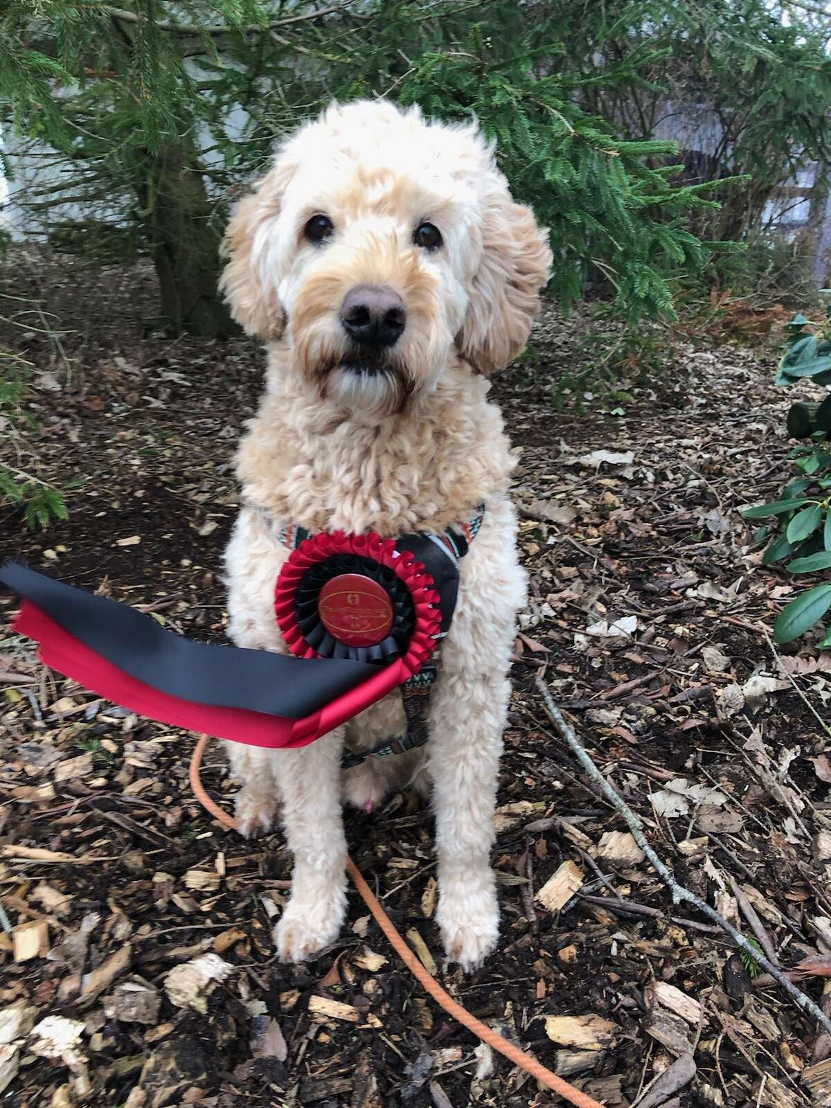 Herman_labradoodle_hund