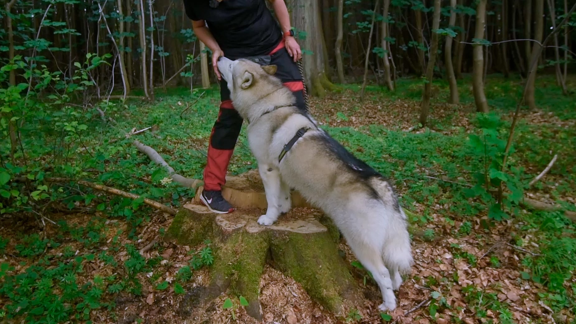 dynamisk-rygstraek-workout-hund